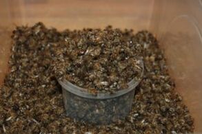 L'abeille a creusé pour augmenter la puissance